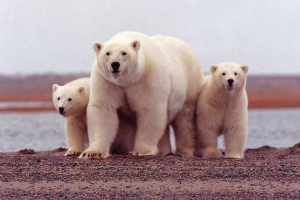 Jaka jest żywotność białego niedźwiedzia w przyrodzie i niewoli?